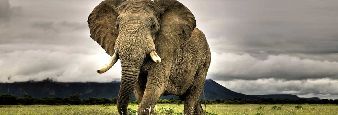 elephant